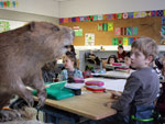 Bild vergrößert sich per Mausklick: In der Schulstunde "Der Biber als Artenschützer" lernen die Kinder zuerst im Klassenzimmer, dann draußen bei einer Exkursion