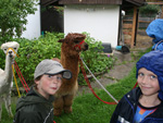 Bild vergrößert sich per Mausklick: Lamas und Alpakas zu führen macht Spaß, finden Robert und Clemens von der Tölzer Kindergruppe, Mai 2011