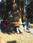 Bild vergrößert sich per Mausklick: Kinder messen Baumstann