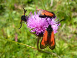 Bild vergrößert sich per Mausklick: Schmetterlinge auf Blume