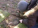 Bild vergrößert sich per Mausklick: Damian von der Tölzer Kindergruppe untersucht den Waldboden nach kleinen Krabbeltieren, April 2011