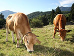 Bild vergrößert sich bei Mausklick; Murnau-Werdenfelser Rinder im Museumsgelände