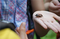 Bild vergrößert sich per Mausklick: Kind mit Insekt auf der Hand, Foto: Julia Groothedde-Kollert