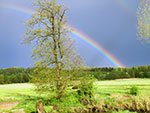 Bild vergrößert sich per Mausklick: Die Gewitterstimmung im Schmuttertal - Landschaft mit Baum und Wiese und Regenbogen