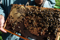 Bild vergrößert sich per Mausklick: Bienen, Foto: Bildungszentrum Roggenburg