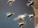 Bild vergrößert sich per Mausklick: Umweltstation Waldsassen Biene 