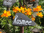 Bild vergrößert sich per Mausklick: Umweltstation Waldsassen Blumen