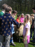Bild vergrößert sich per Mausklick: Wildpark Sommerhausen - Kinder mit Schaf auf einer Wiese