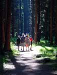 Bild vergrößert sich per Mausklick: Walderlebniszentrum Schernfeld - Wandern im Wald